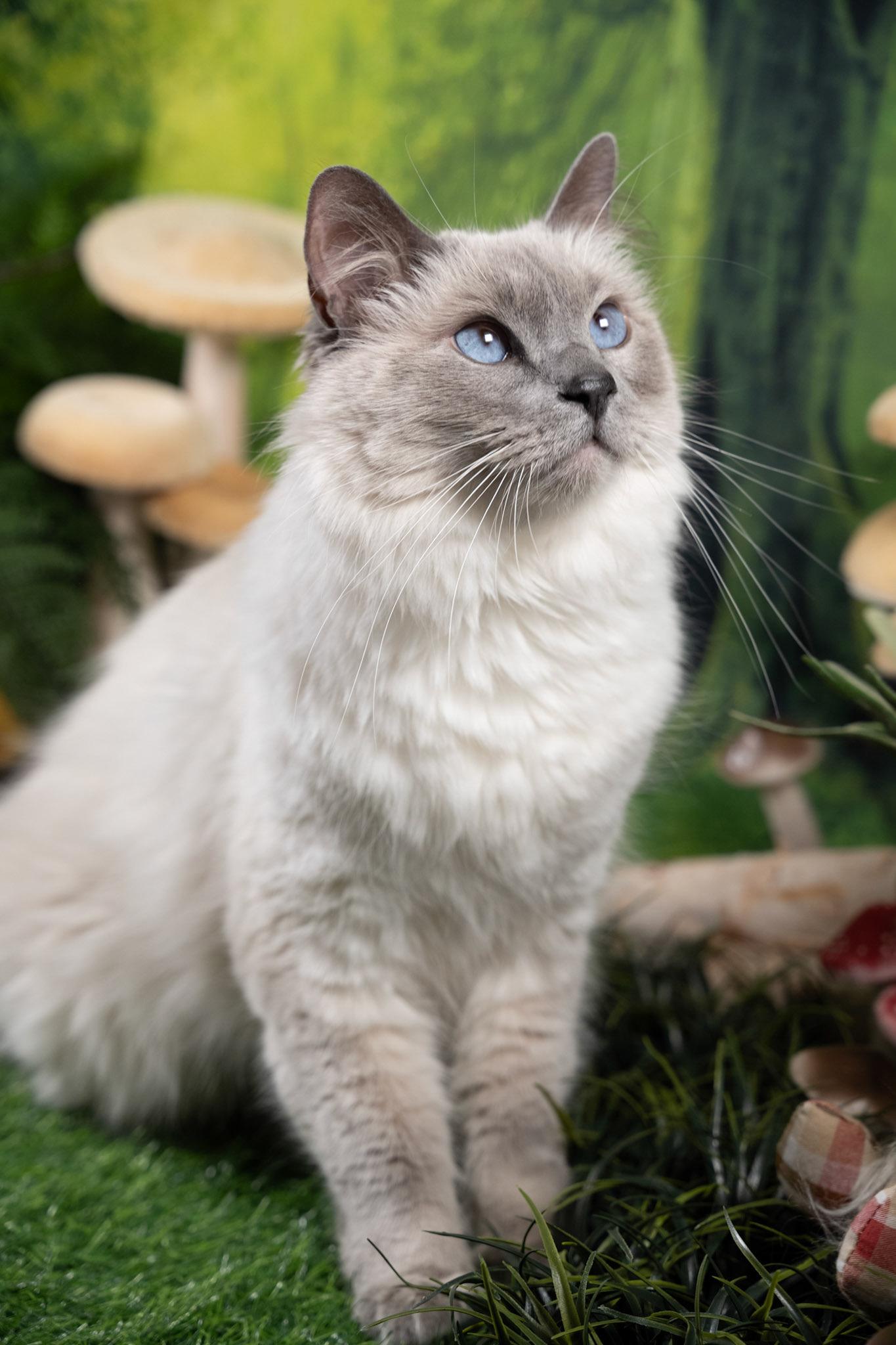 Enlarge Luey, an adopted mixed breed in Parker, TX image 1/6