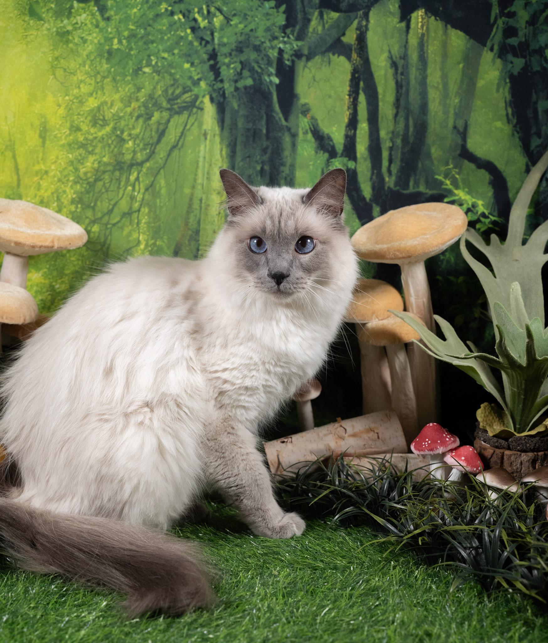 Enlarge Luey, an adopted mixed breed in Parker, TX image 5/6