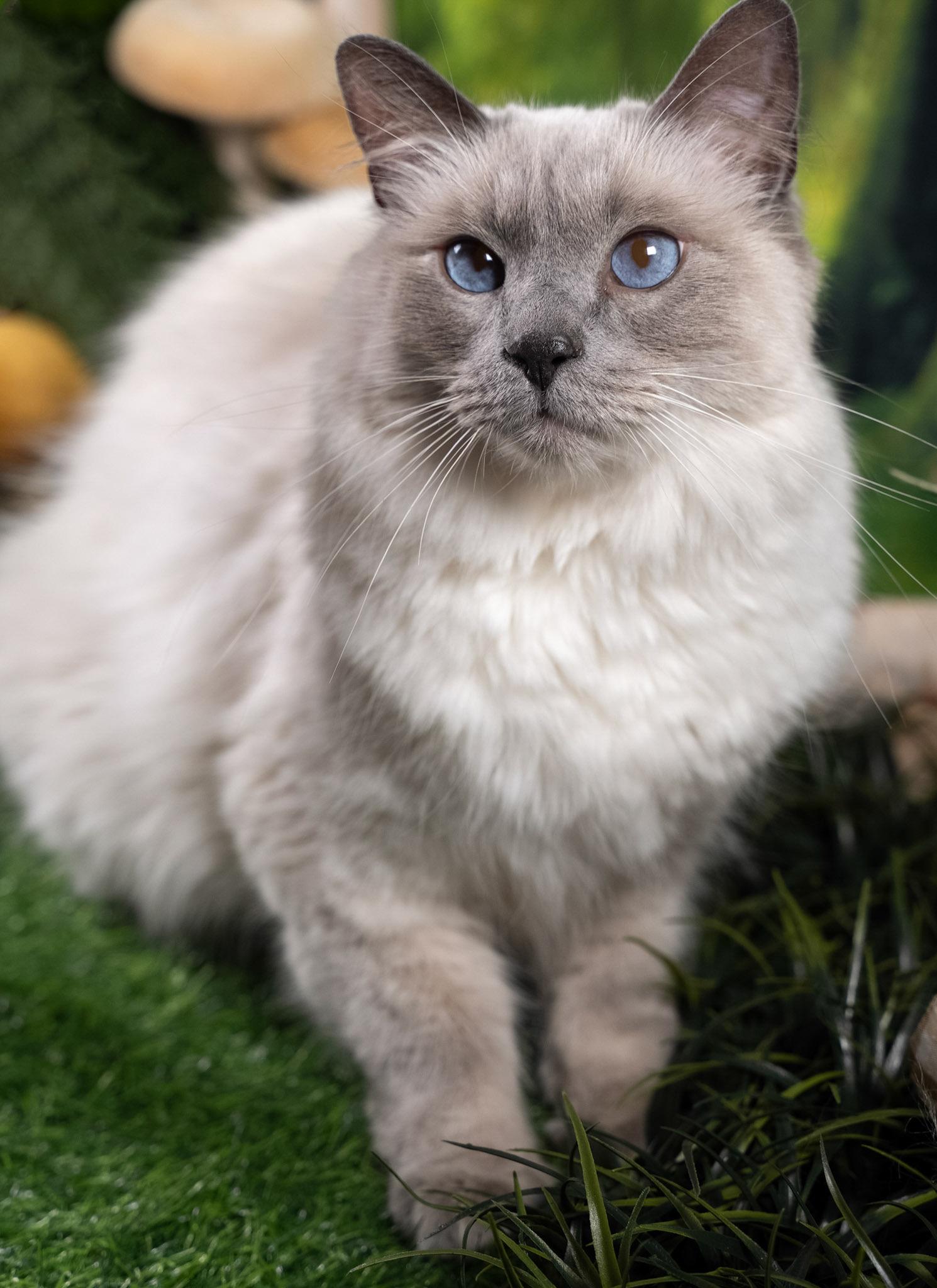Enlarge Luey, an adopted mixed breed in Parker, TX image 3/6