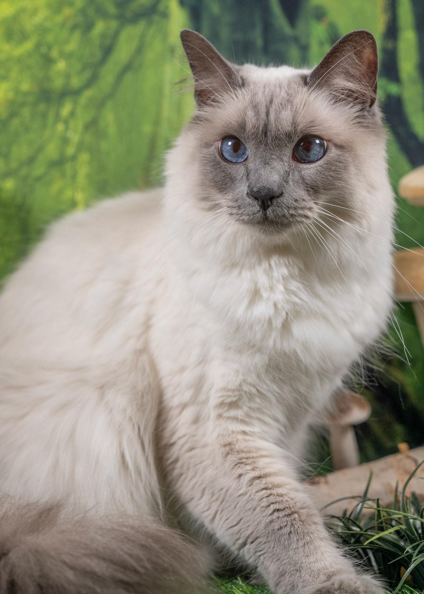 Enlarge Luey, an adopted mixed breed in Parker, TX image 2/6