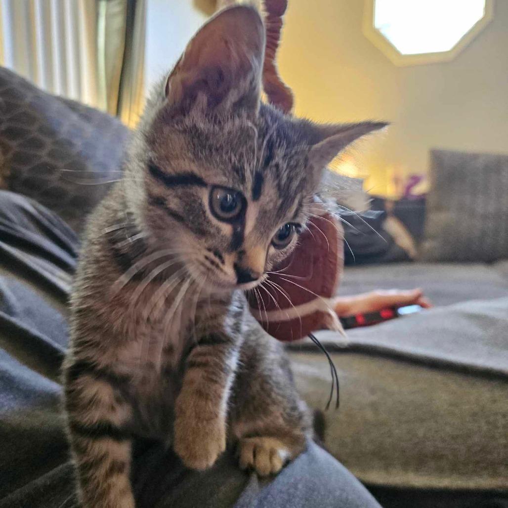 Enlarge Spaghetti, a Adoptable Domestic Short Hair in Danville, IL image 1/3