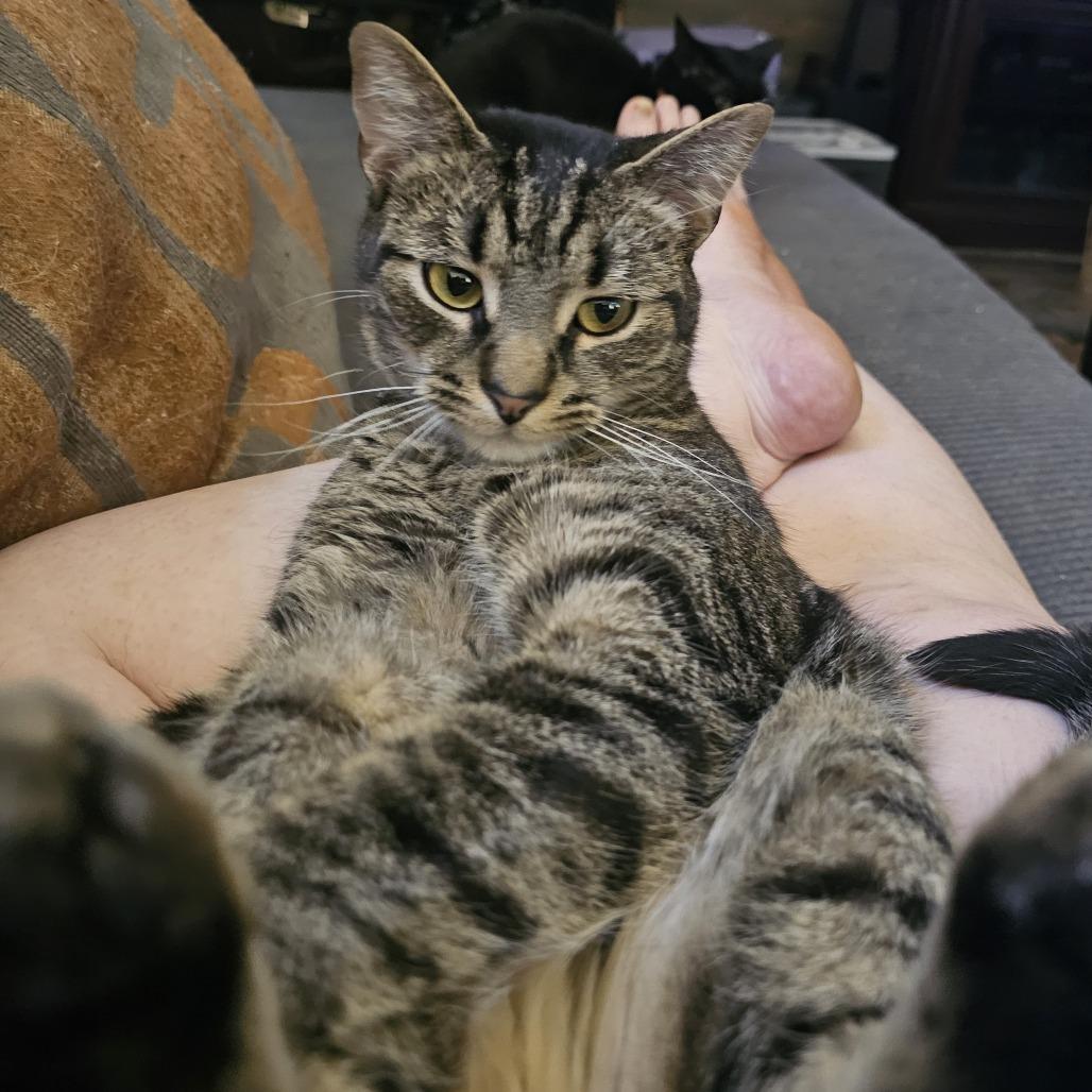Spaghetti, a Adoptable Domestic Short Hair in Danville, IL image 2/6