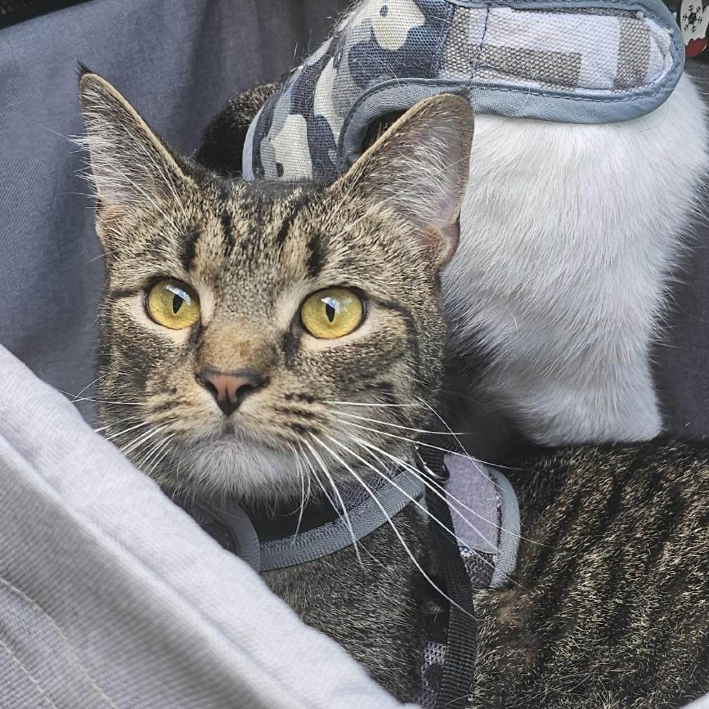 Spaghetti, a Adoptable Domestic Short Hair in Danville, IL image 3/6