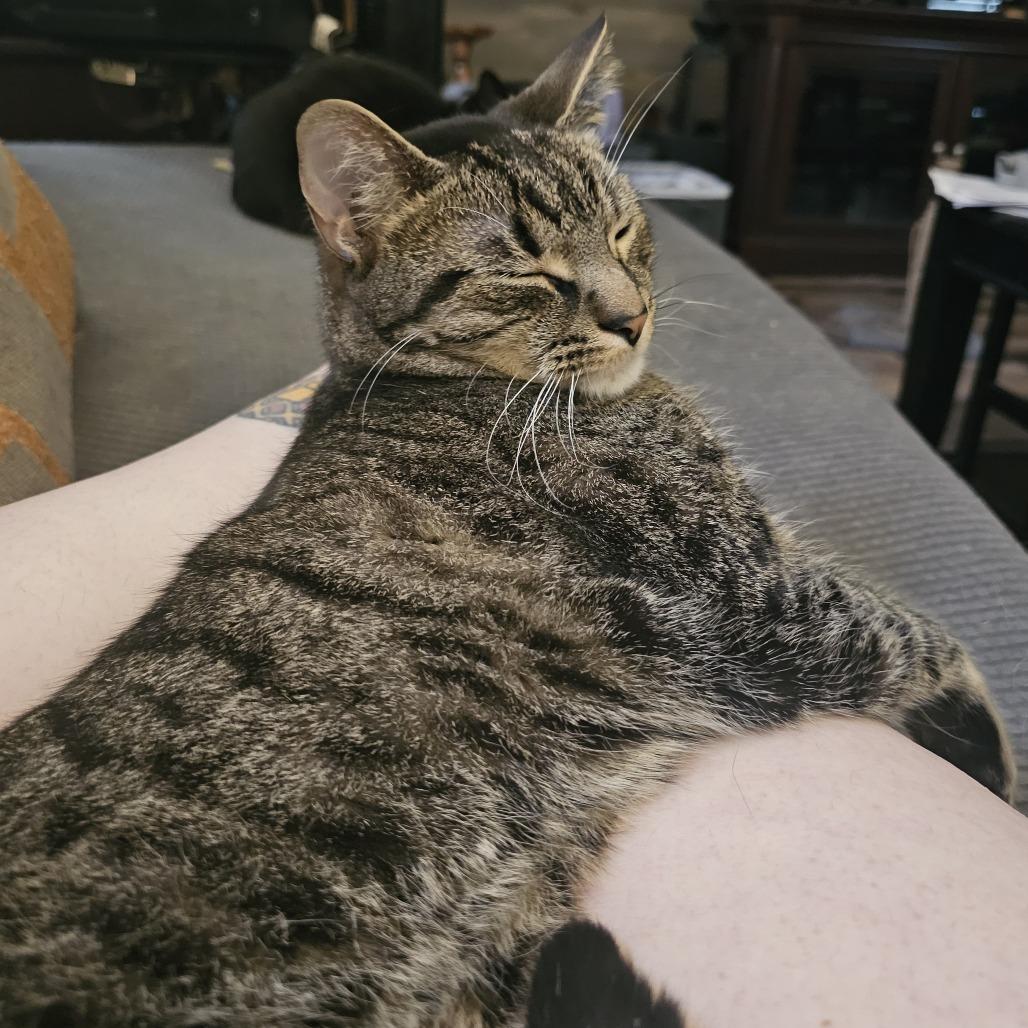 Spaghetti, a Adoptable Domestic Short Hair in Danville, IL image 4/6