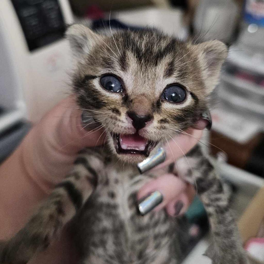 Enlarge Spaghetti, a Adoptable Domestic Short Hair in Danville, IL image 3/3