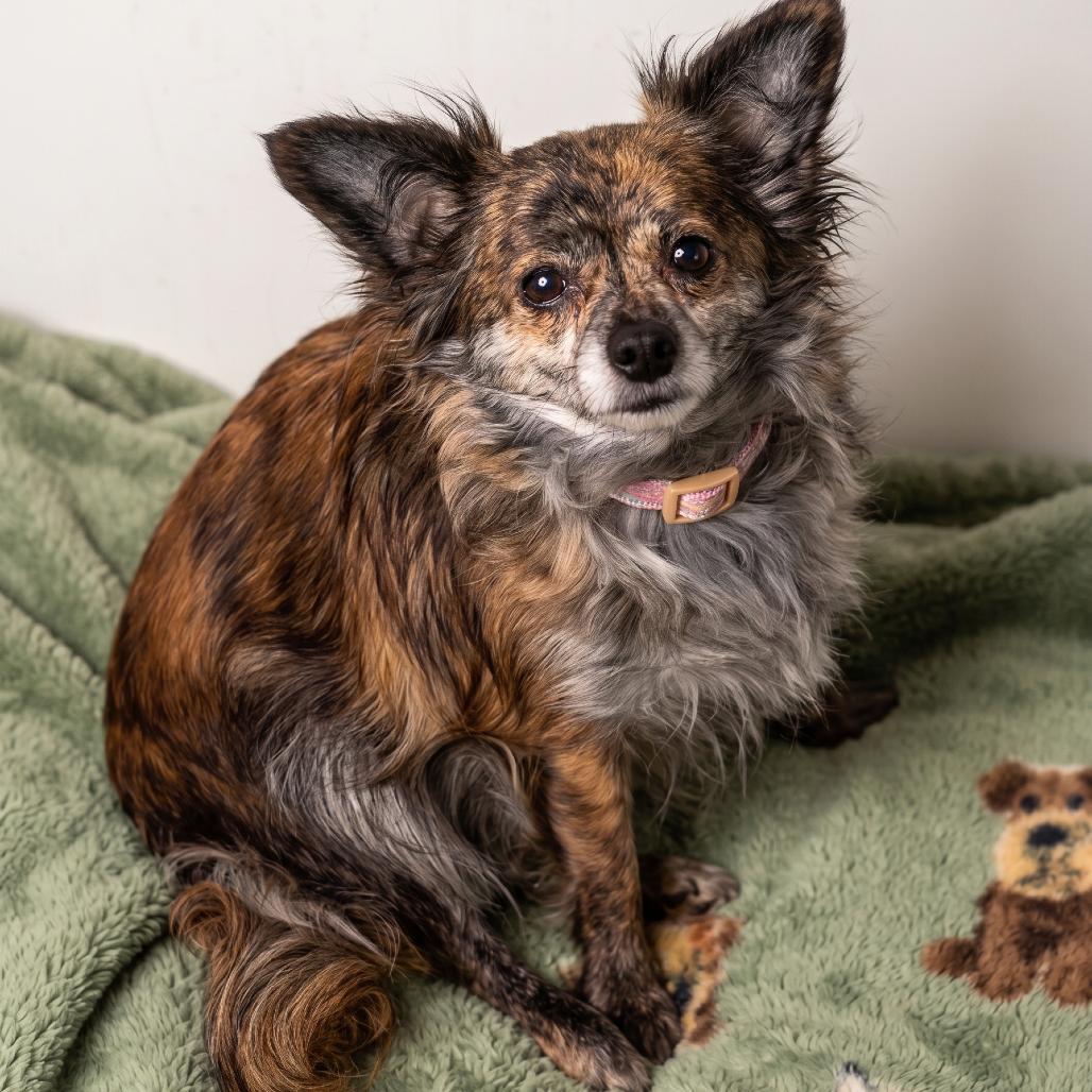Suki, a Adoptable Mixed Breed in Hailey, ID image 2/2