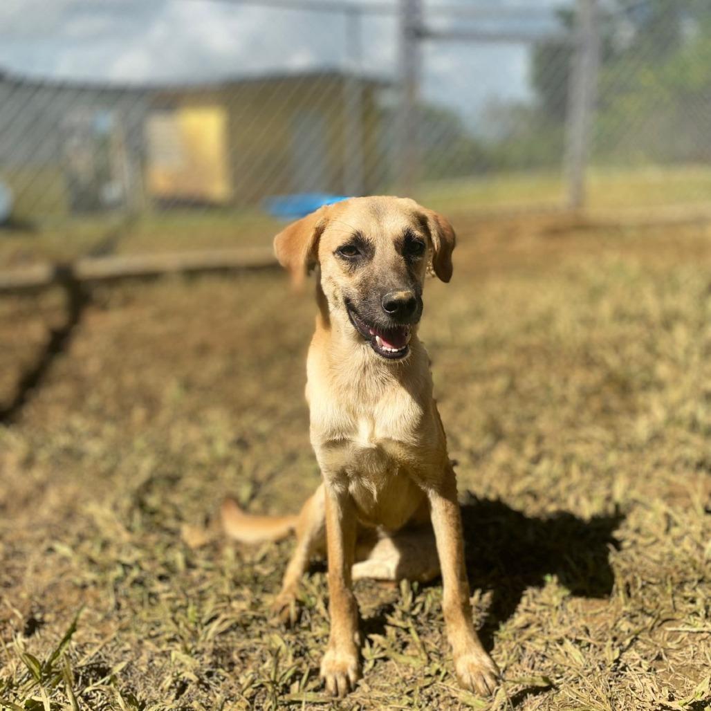 Enlarge Manzana, a Adoptable Mixed Breed in San Juan, PR image 1/6
