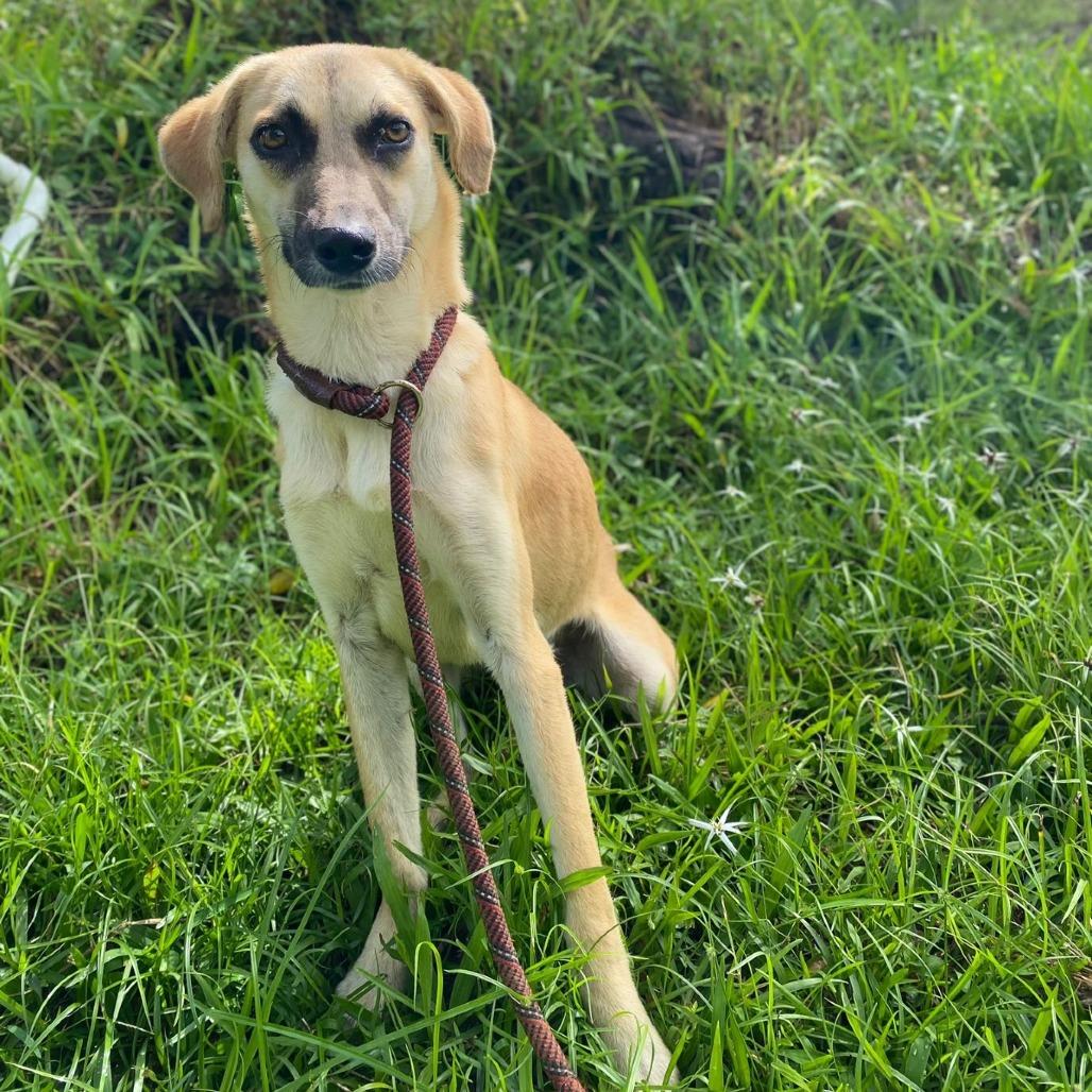 Enlarge Manzana, a Adoptable Mixed Breed in San Juan, PR image 2/6