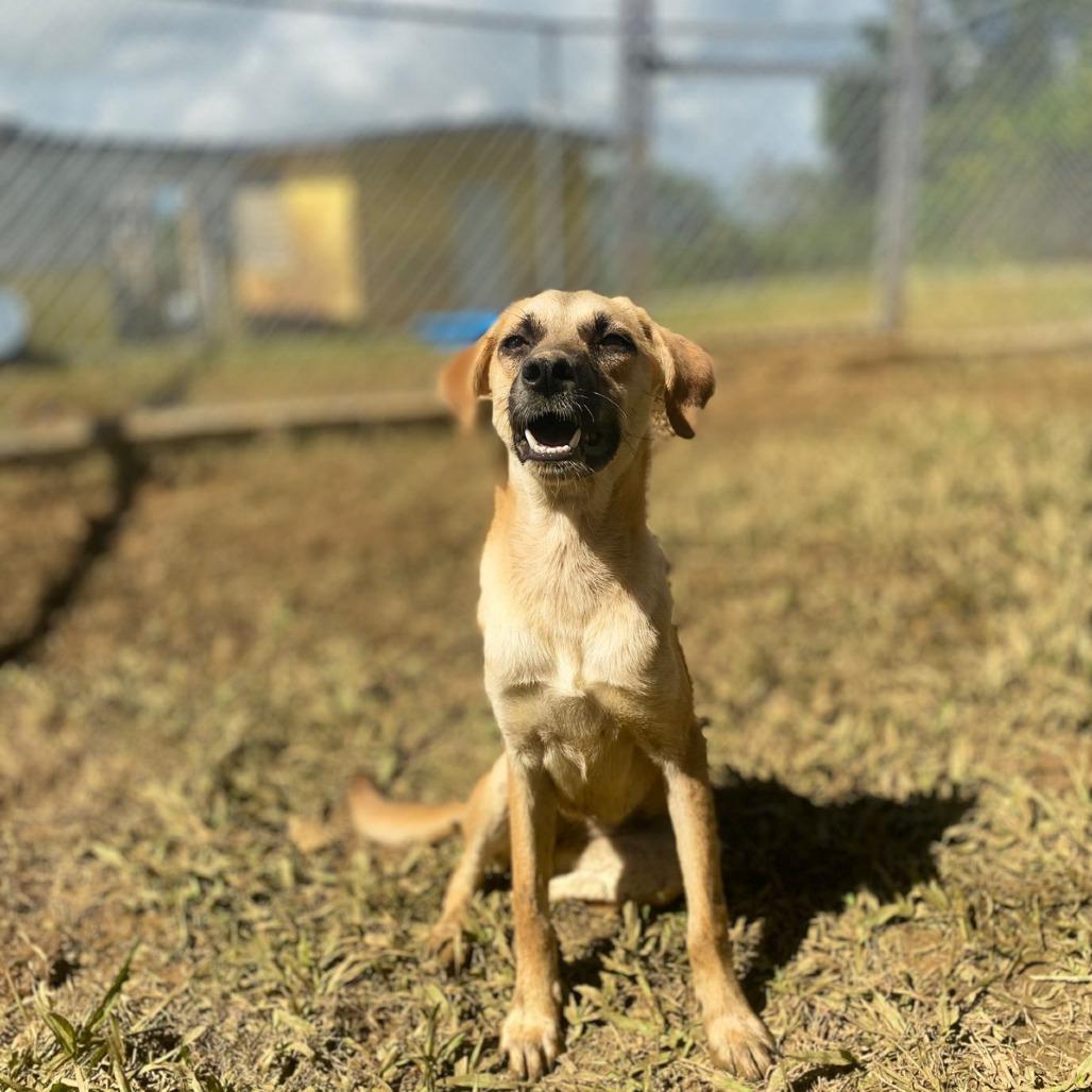 Enlarge Manzana, a Adoptable Mixed Breed in San Juan, PR image 3/6