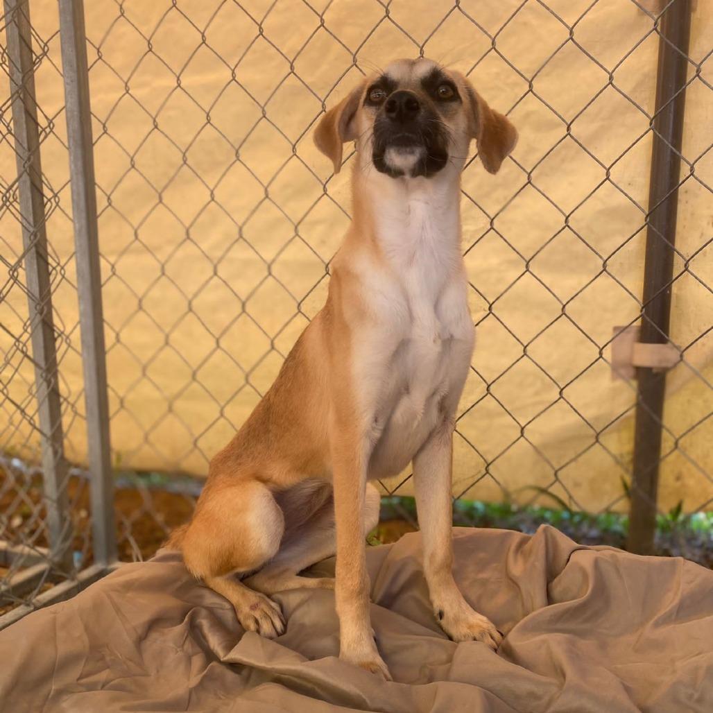 Enlarge Manzana, a Adoptable Mixed Breed in San Juan, PR image 4/6