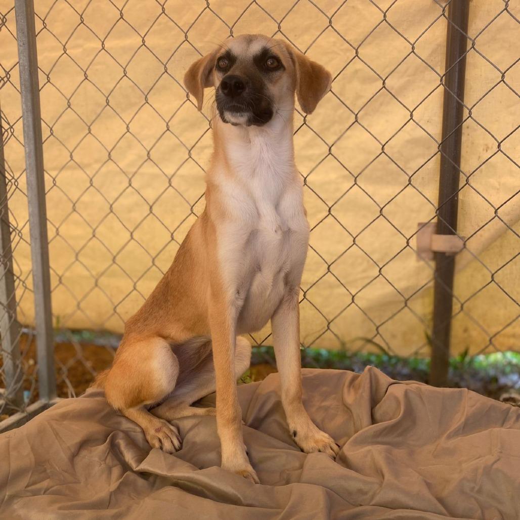Enlarge Manzana, a Adoptable Mixed Breed in San Juan, PR image 5/6
