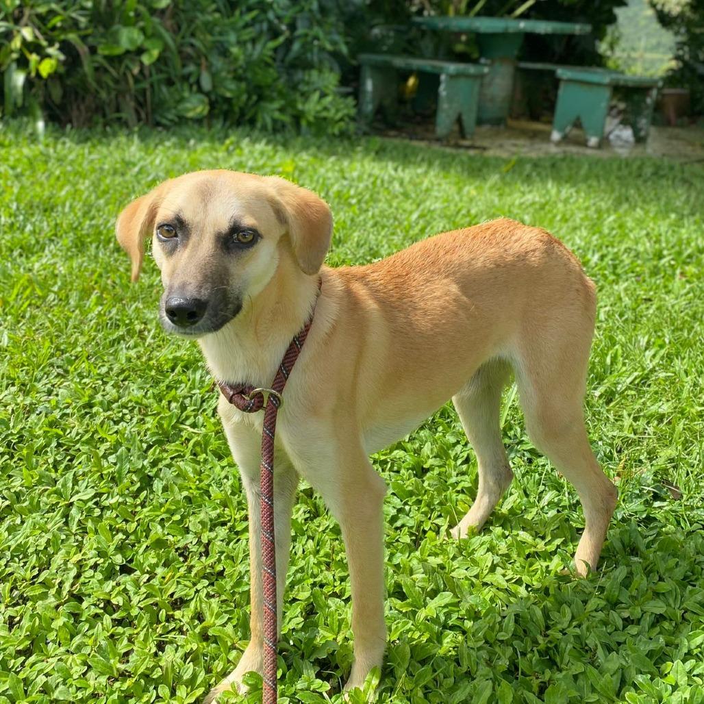 Enlarge Manzana, a Adoptable Mixed Breed in San Juan, PR image 6/6