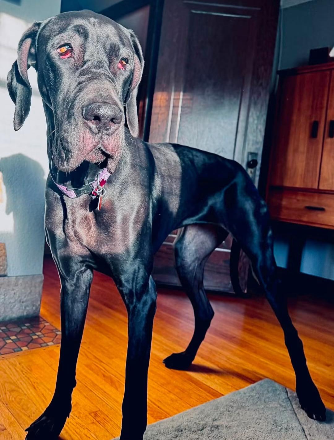 Nyxie Adoption Pending, Adoptable, Adult Female Great Dane.