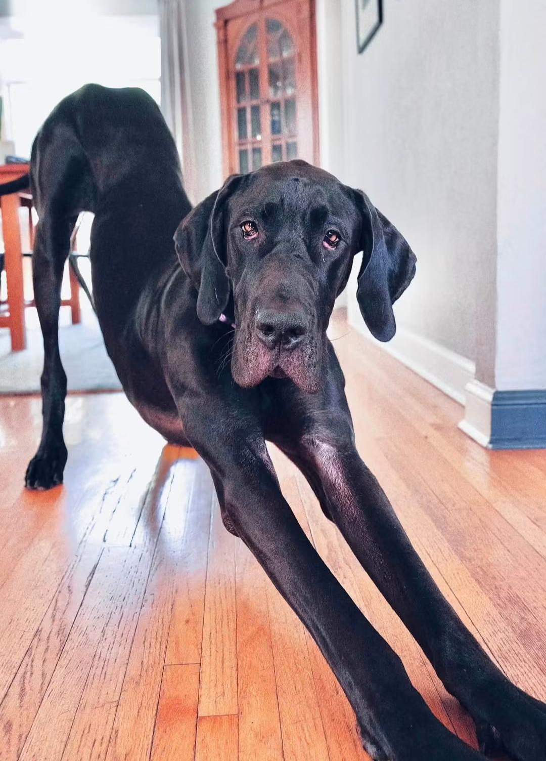 Enlarge Nyxie Adoption Pending, a Adoptable Great Dane in Buffalo, MN image 2/3