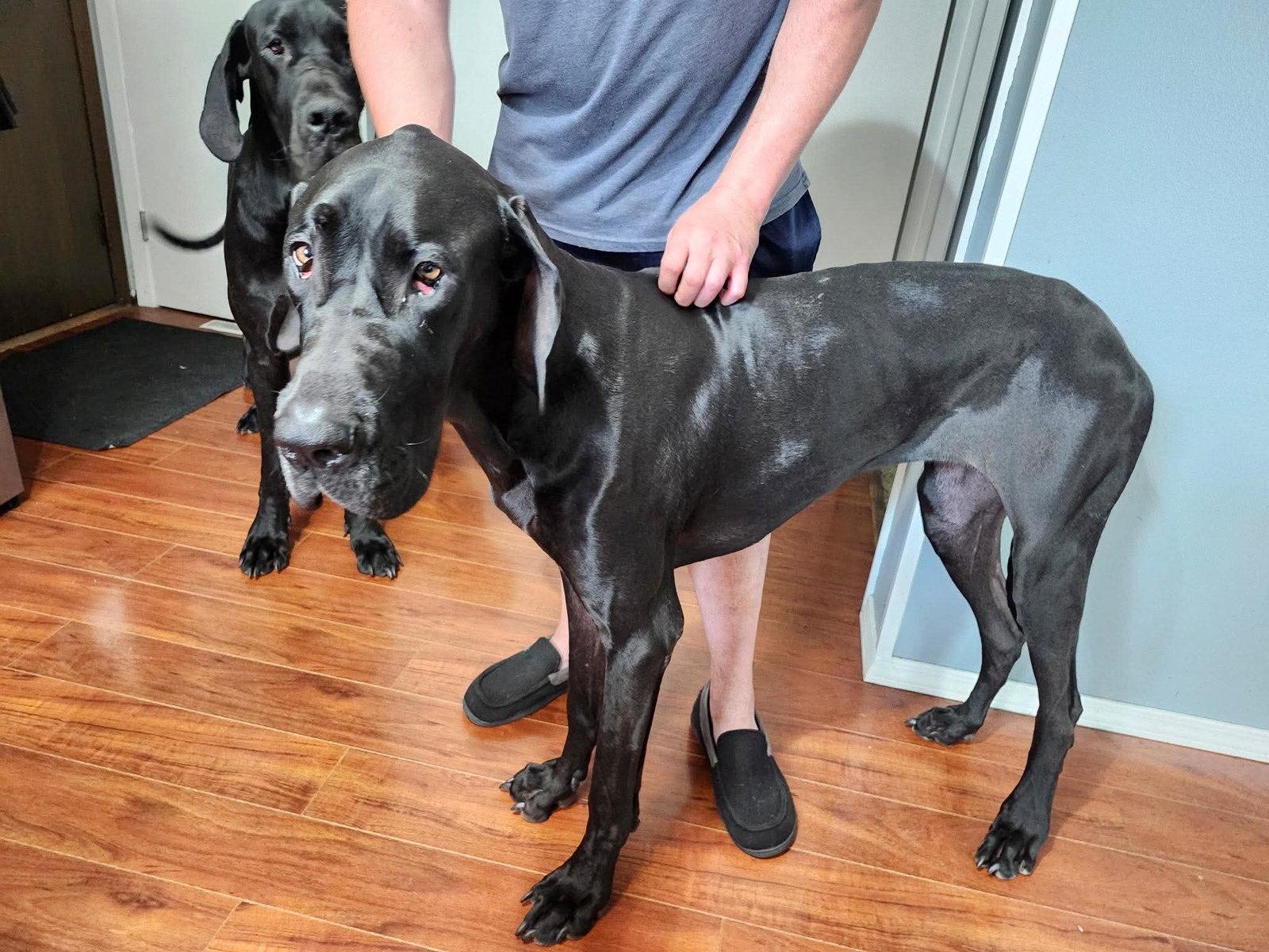 Enlarge Nyxie Adoption Pending, a Adoptable Great Dane in Buffalo, MN image 3/3