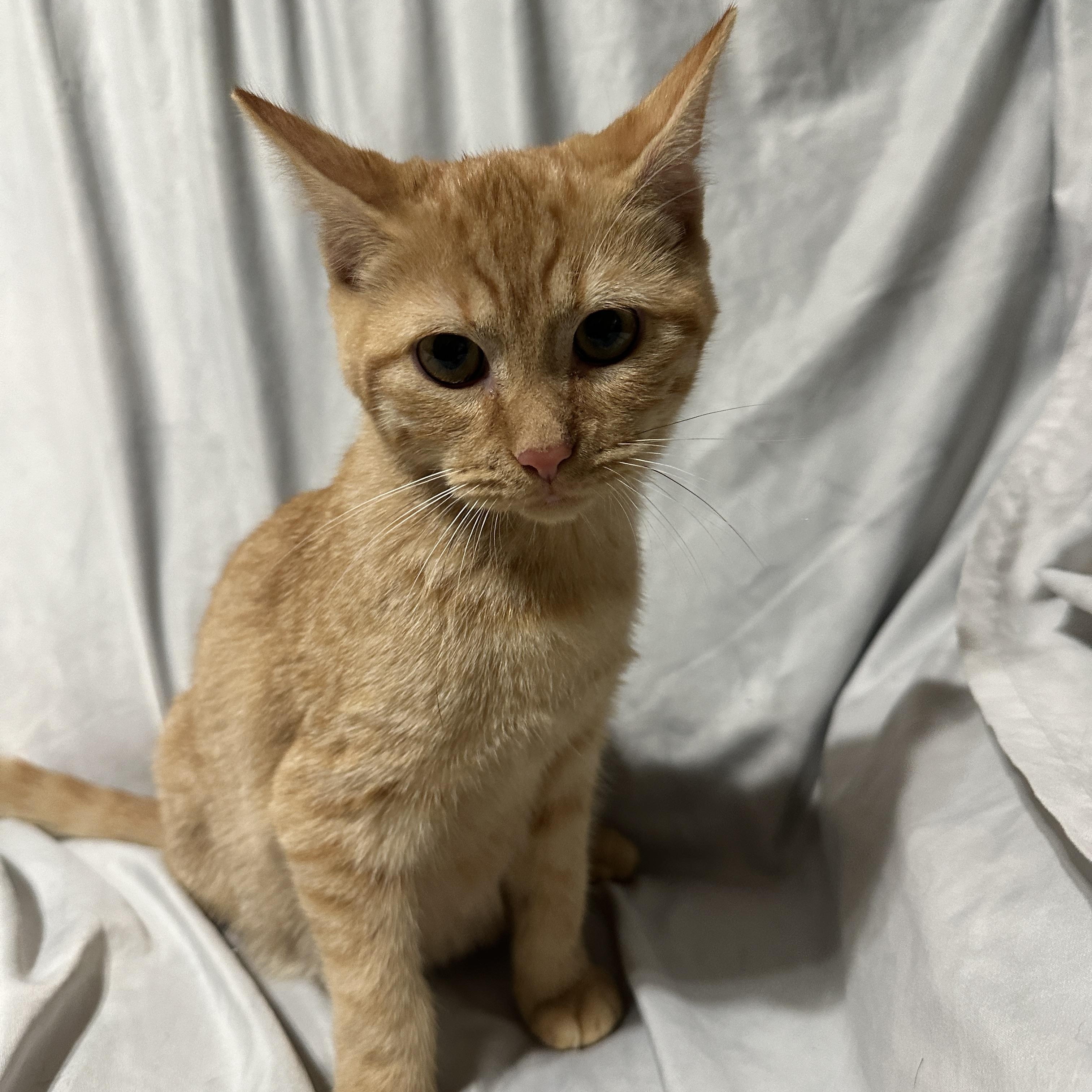 Moon Beam, ADOPTABLE, Young Male Domestic Short Hair.