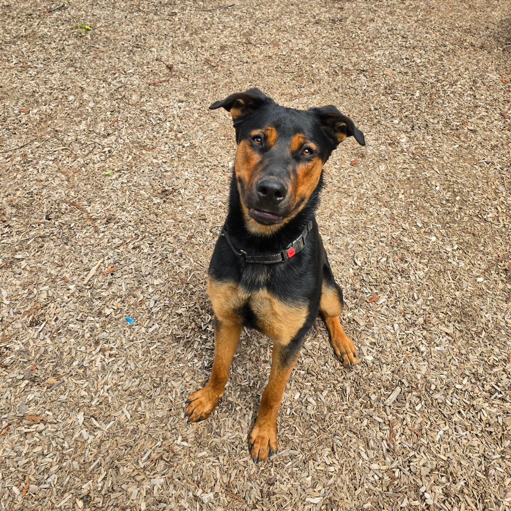 Destiny, Adoptable, Young Female Mixed Breed.