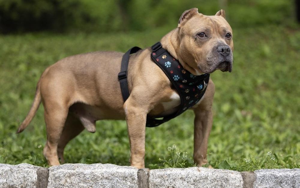 Tater Tot - 26095, a Adoptable mixed breed in Armonk, NY image 1/4