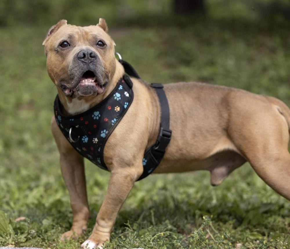 Tater Tot - 26095, a Adoptable mixed breed in Armonk, NY image 2/4