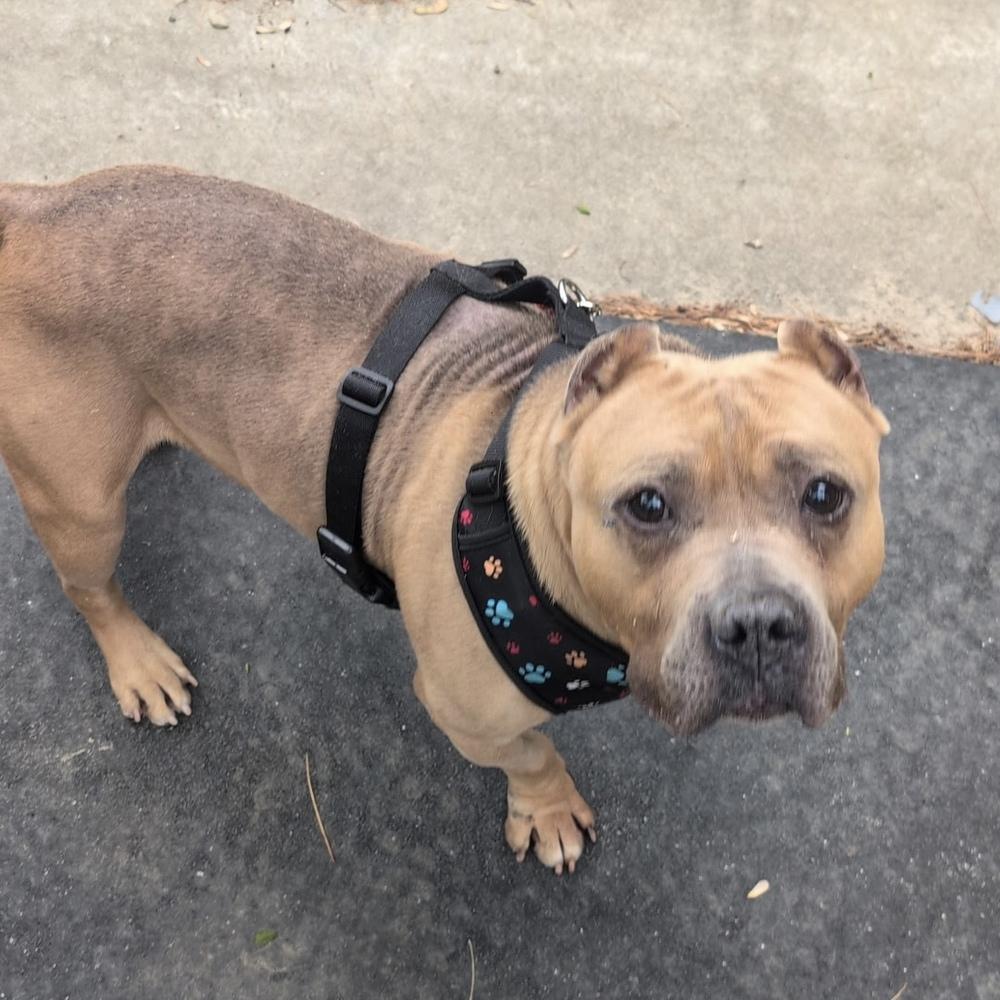 Tater Tot - 26095, a Adoptable mixed breed in Armonk, NY image 3/4