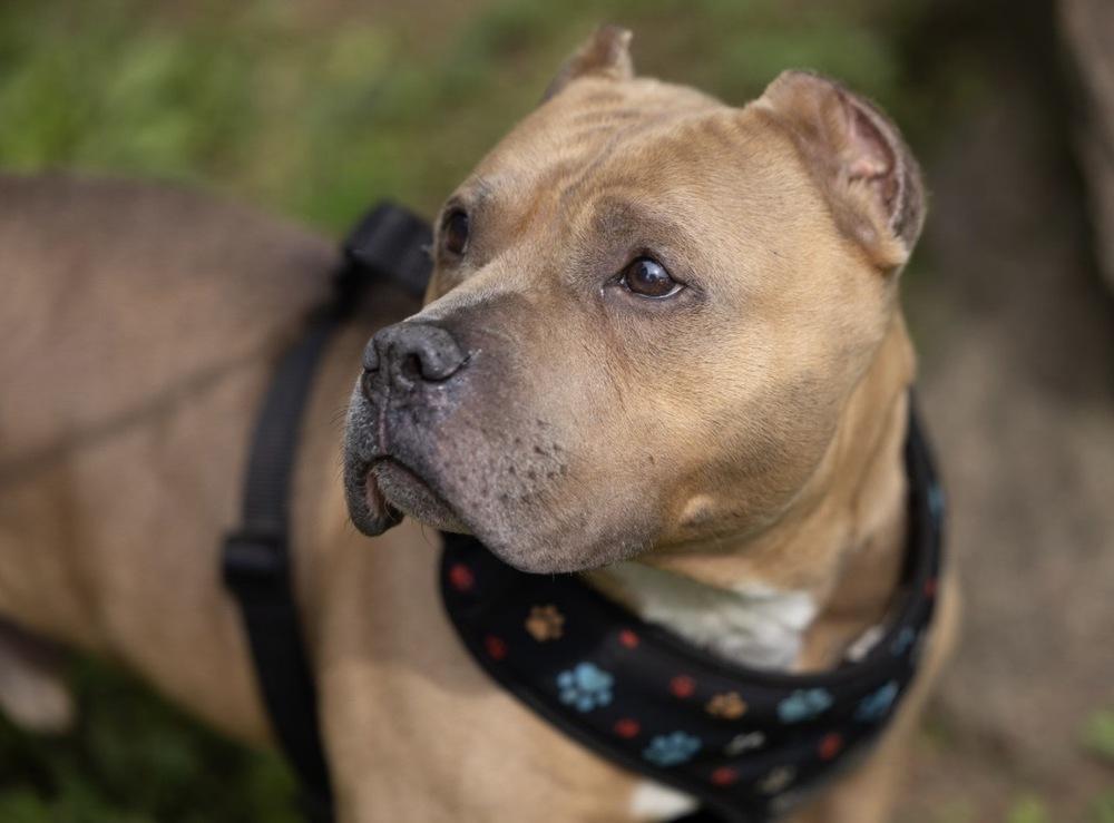 Tater Tot - 26095, a Adoptable mixed breed in Armonk, NY image 4/4
