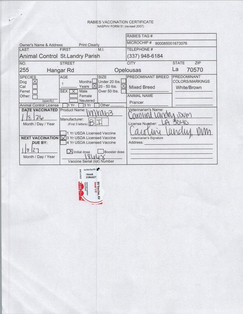 Prancer, Adoptable, Young Male Jack Russell Terrier.