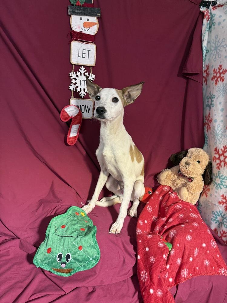 Enlarge Prancer, a Adoptable mixed breed in Opelousas, LA image 2/3