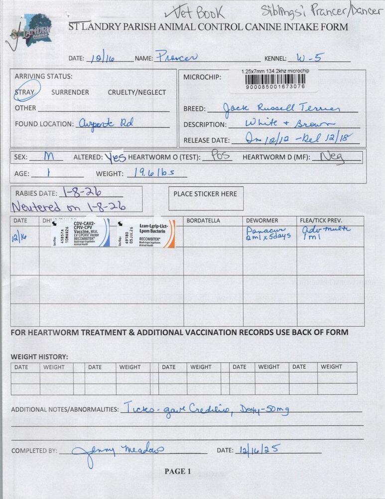 Enlarge Prancer, a Adoptable mixed breed in Opelousas, LA image 3/3