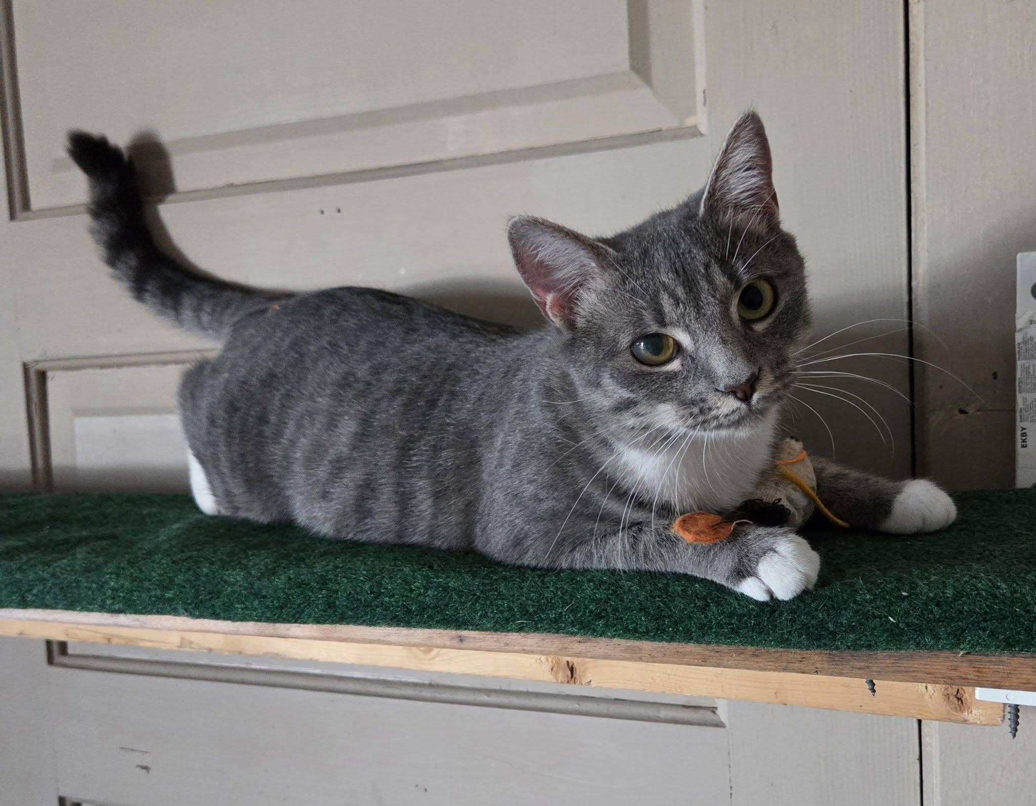 Enlarge Piper, a ADOPTABLE Domestic Short Hair in Middletown, NY image 1/3