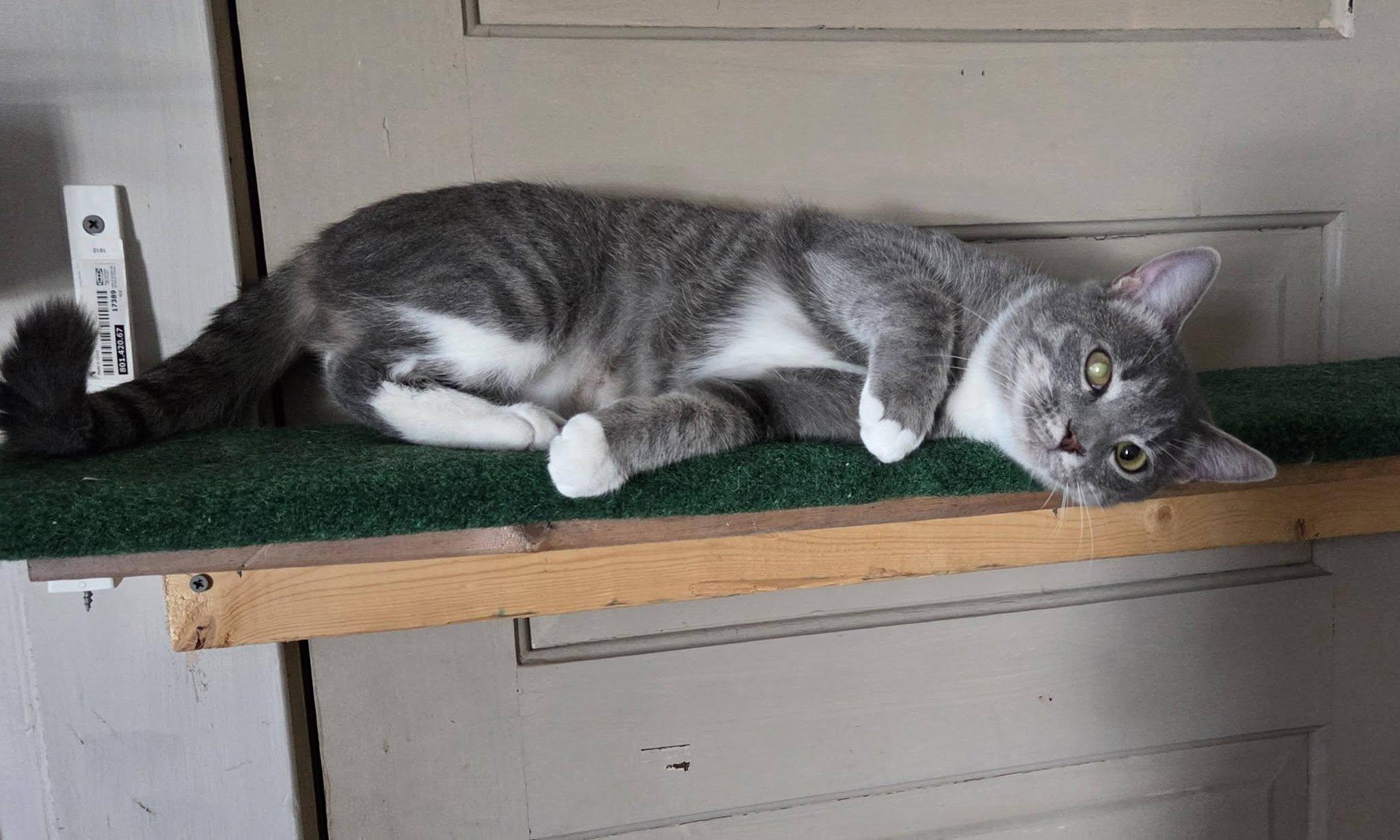 Enlarge Piper, a ADOPTABLE Domestic Short Hair in Middletown, NY image 2/3