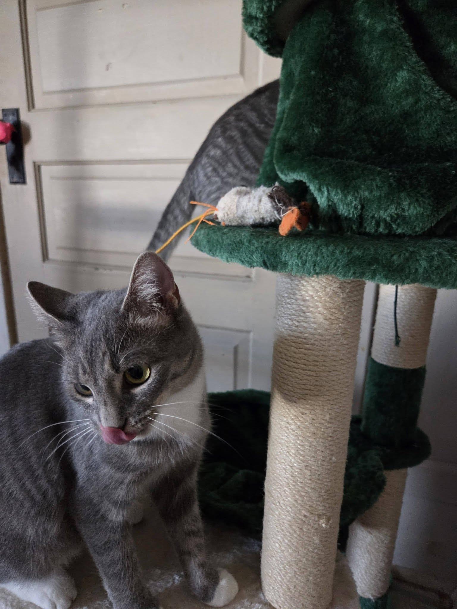 Enlarge Piper, a ADOPTABLE Domestic Short Hair in Middletown, NY image 3/3