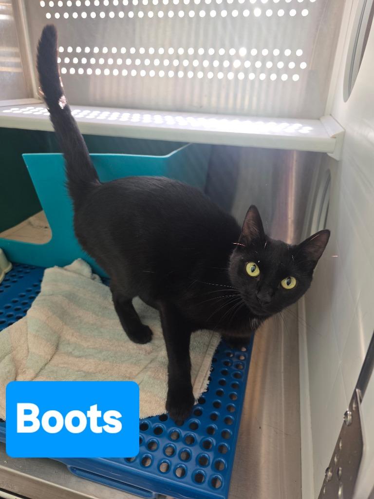 Enlarge Boots, a Adopted mixed breed in Mena, AR image 1/1