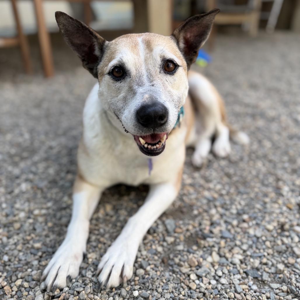 Enlarge Candy, a Adoptable mixed breed in Hopkinton, MA image 2/6