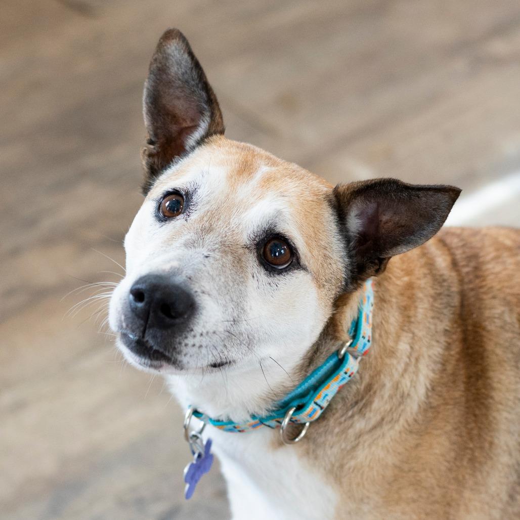 Enlarge Candy, a Adoptable mixed breed in Hopkinton, MA image 3/6