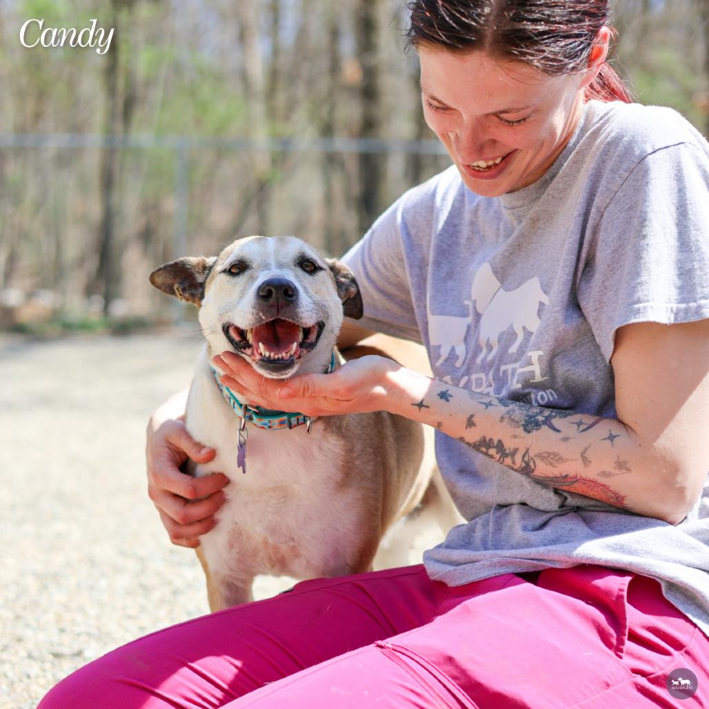 Enlarge Candy, a Adoptable mixed breed in Hopkinton, MA image 4/6