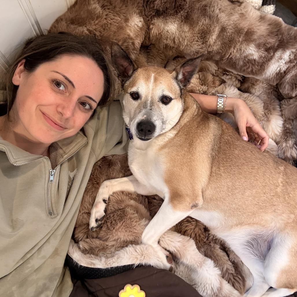 Enlarge Candy, a Adoptable mixed breed in Hopkinton, MA image 6/6