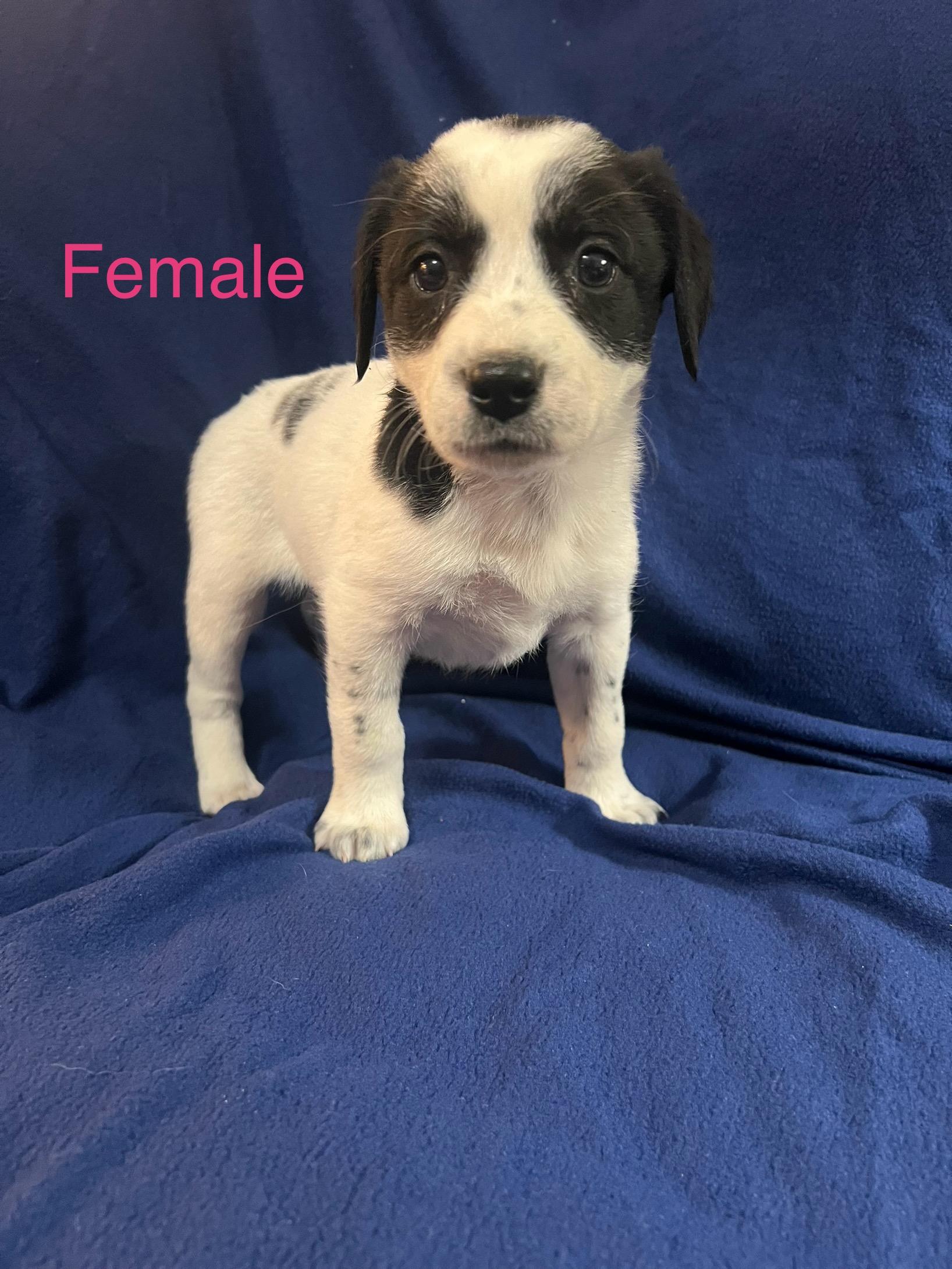Enlarge Cookie dough , a ADOPTABLE mixed breed in Davisburg, MI image 1/1