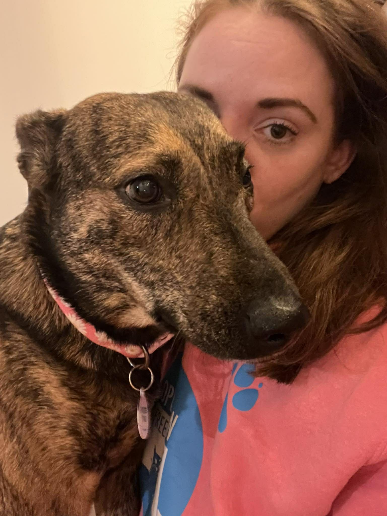 Enlarge Susie, a ADOPTABLE Mixed Breed in Rochester , NY image 5/6