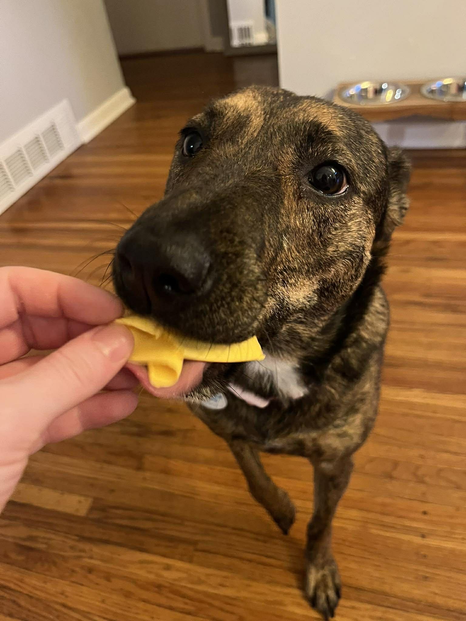 Enlarge Susie, a ADOPTABLE Mixed Breed in Rochester , NY image 3/6