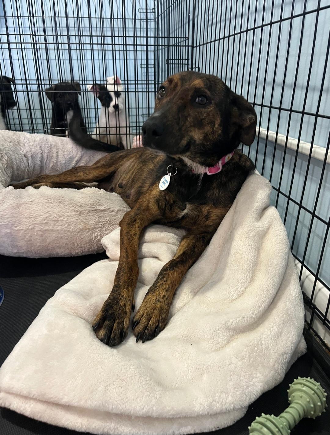 Enlarge Susie, a ADOPTABLE Mixed Breed in Rochester , NY image 6/6