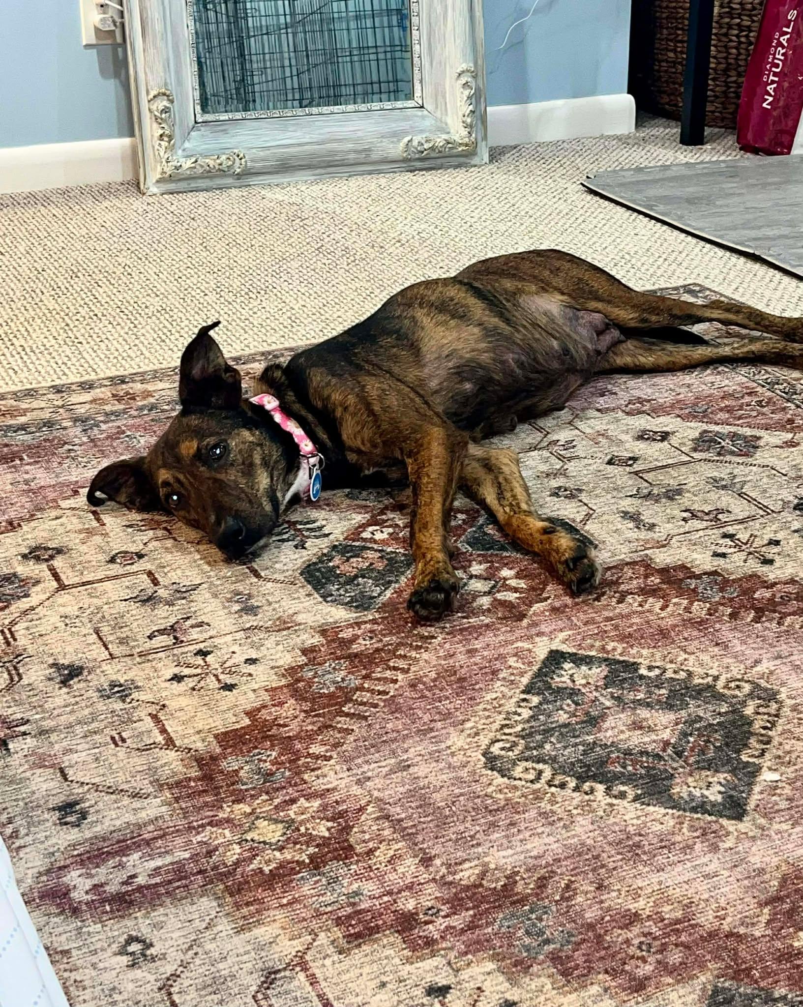 Enlarge Susie, a ADOPTABLE Mixed Breed in Rochester , NY image 2/6