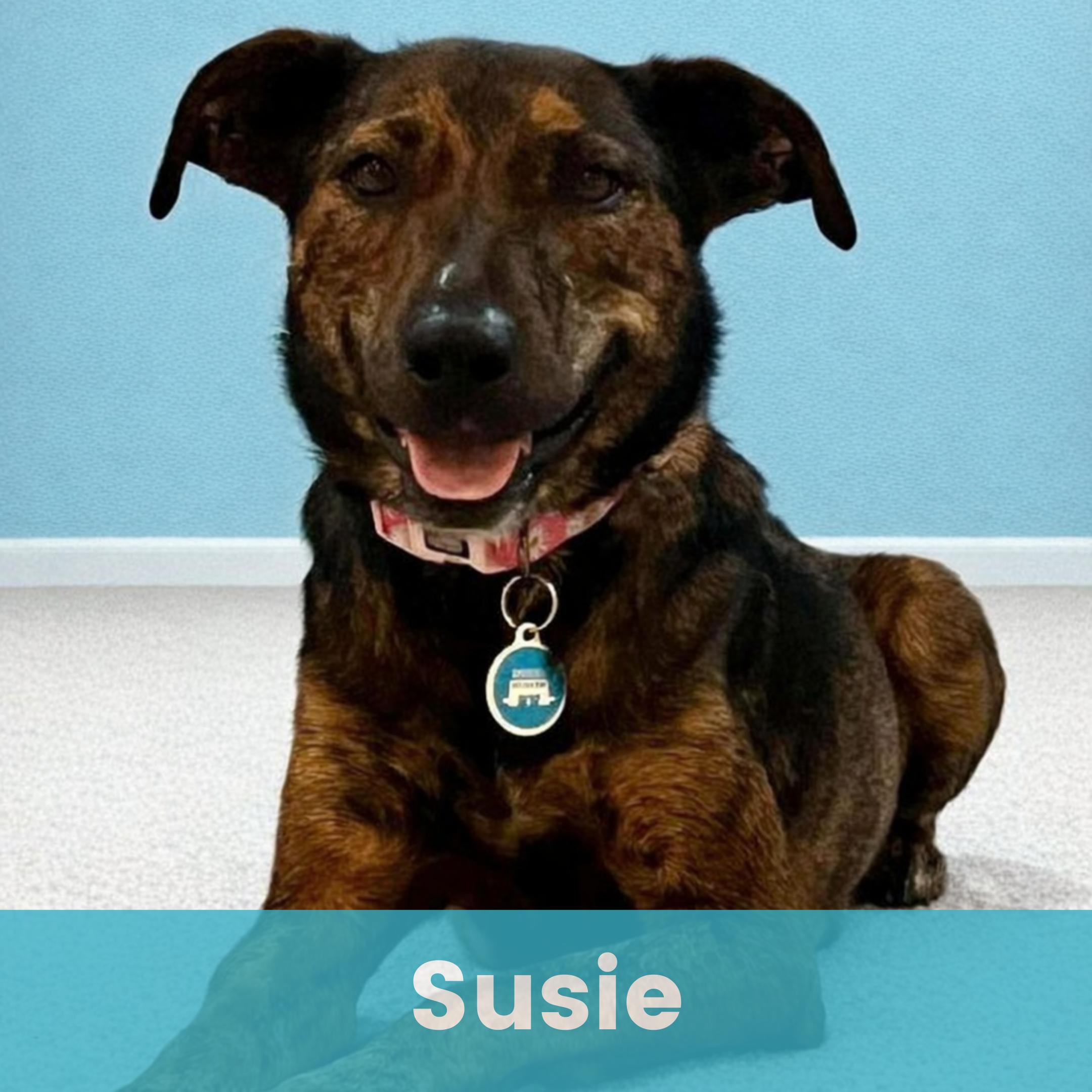 Susie, ADOPTABLE, Adult Female Mixed Breed.