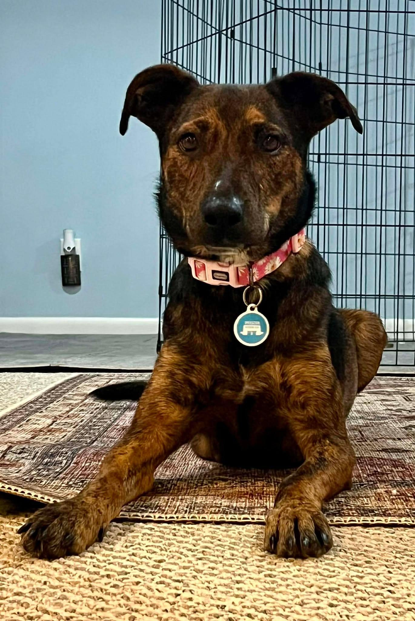 Enlarge Susie, a ADOPTABLE Mixed Breed in Rochester , NY image 4/6