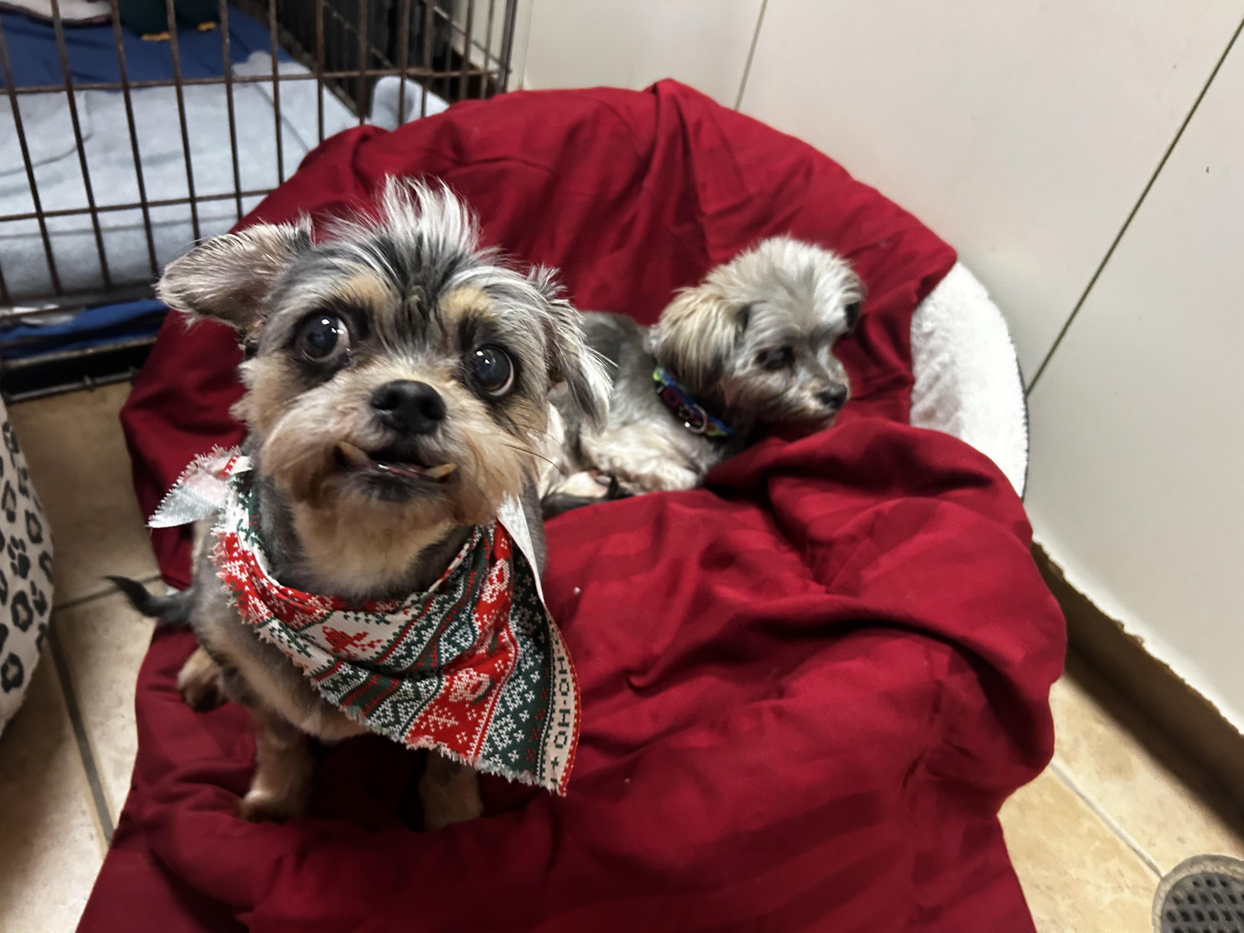 Anastasia and Annabelle, adopted, Senior Female Yorkshire Terrier & Shih Tzu.