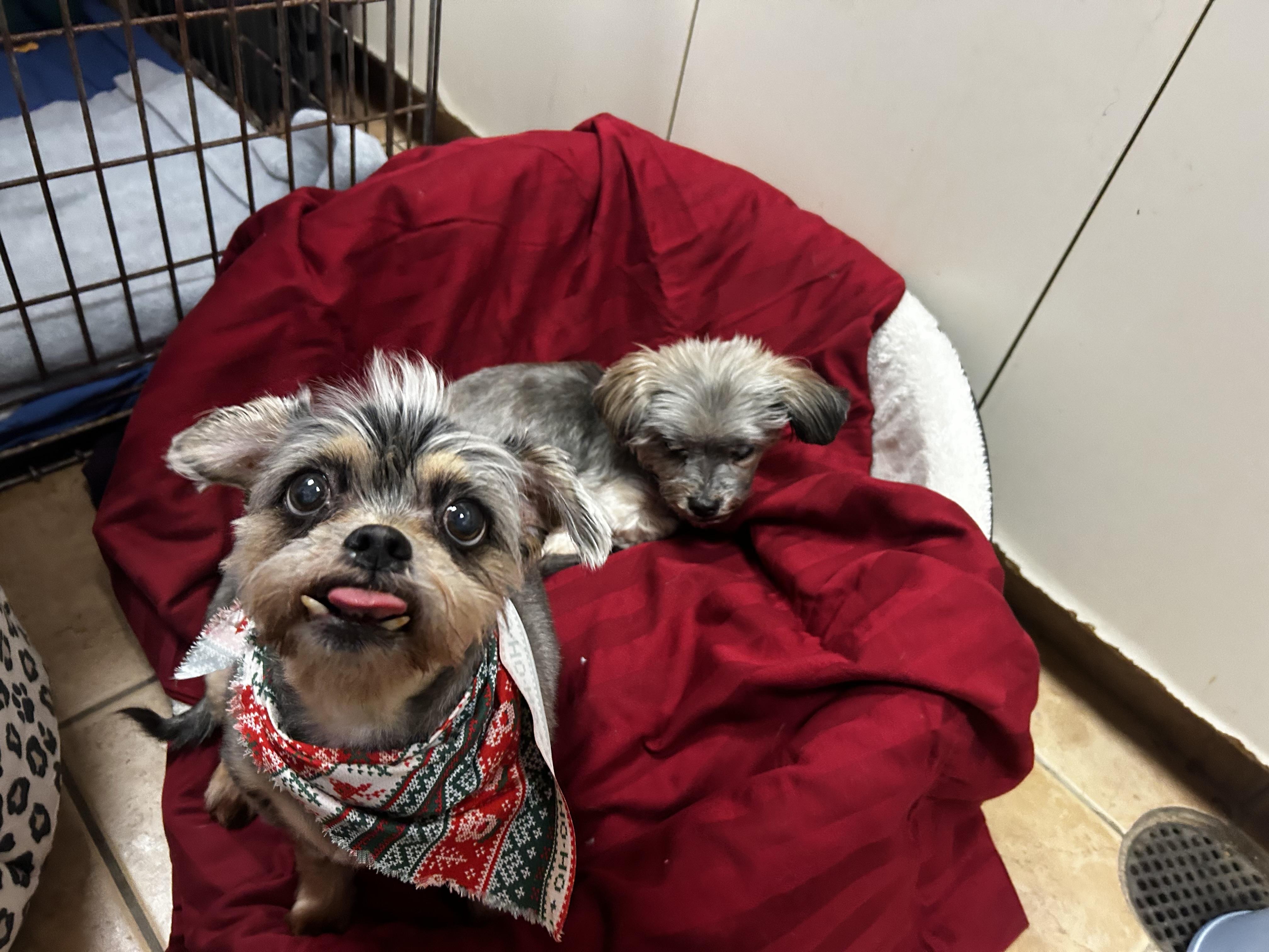 Enlarge Anastasia and Annabelle, an adopted mixed breed in Oak Ridge, NJ image 2/4