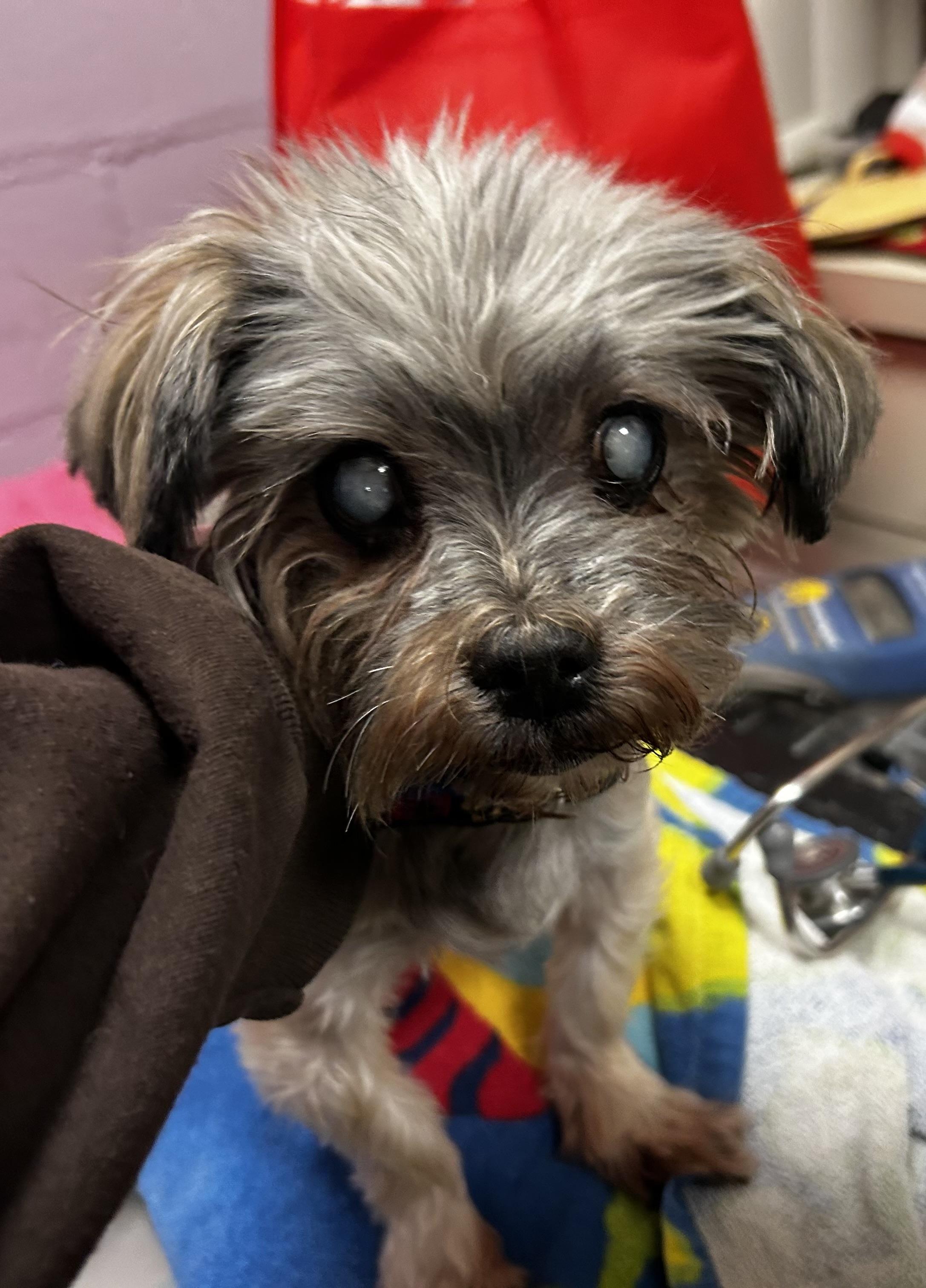 Enlarge Anastasia and Annabelle, an adopted mixed breed in Oak Ridge, NJ image 4/4