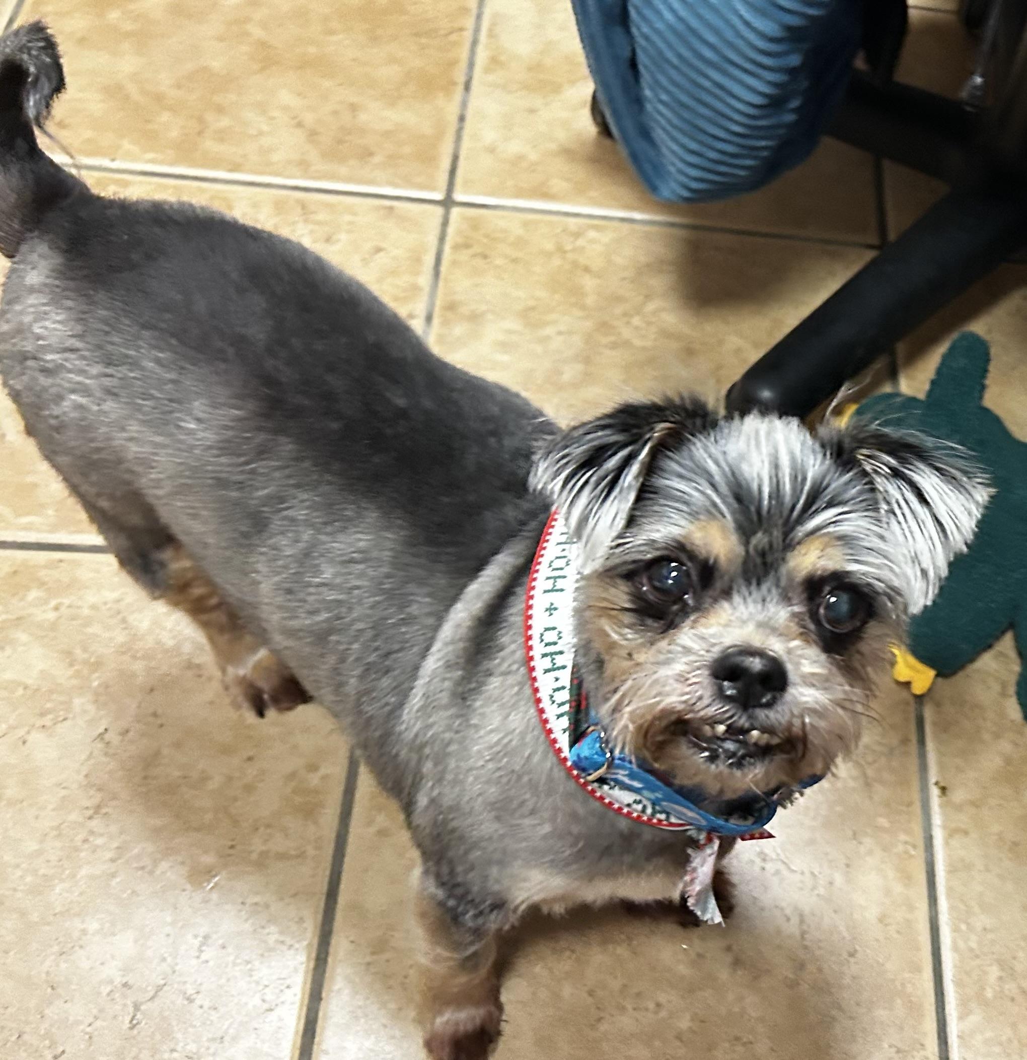 Enlarge Anastasia and Annabelle, an adopted mixed breed in Oak Ridge, NJ image 3/4