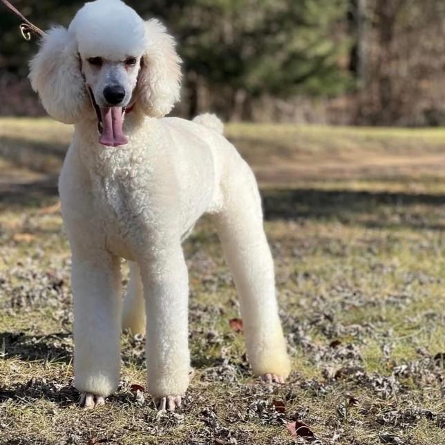 Constitution, Adoptable, Adult Female Standard Poodle.