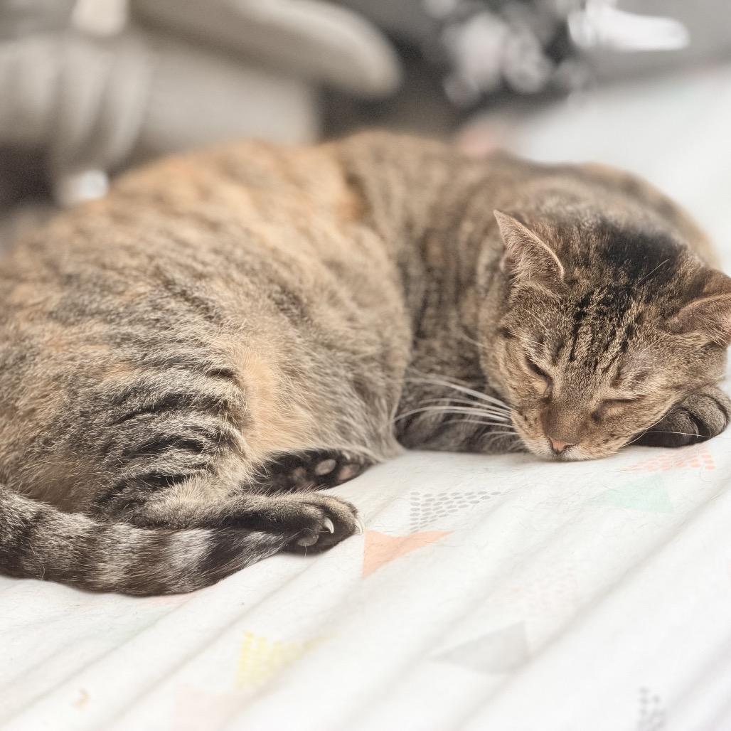 Enlarge Maryanne, a Adoptable Domestic Short Hair in Jupiter, FL image 1/6