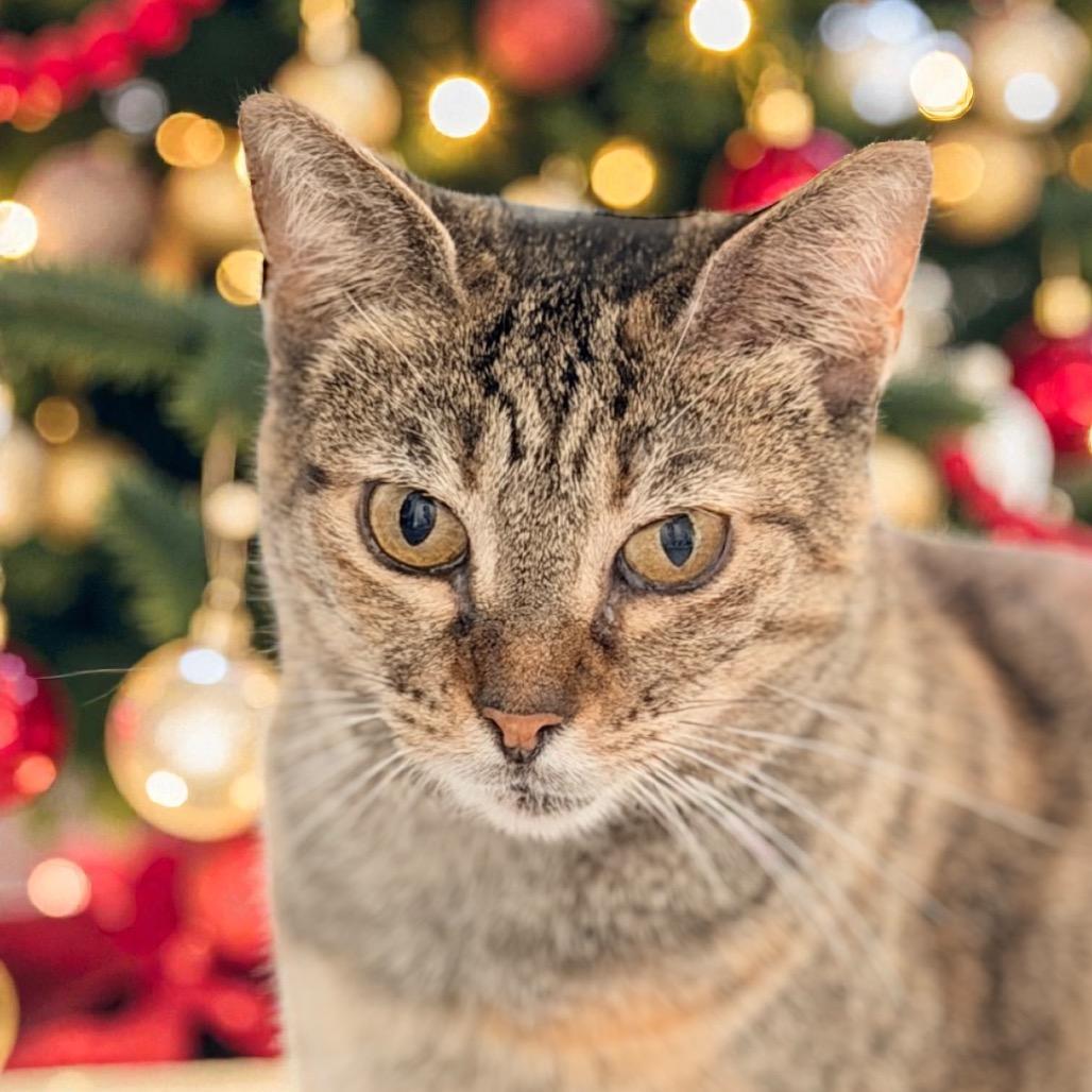 Enlarge Maryanne, a Adoptable Domestic Short Hair in Jupiter, FL image 2/6